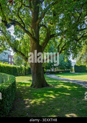 Massive old oak tree with a textured trunk and sprawling branches in a green city park on a sunny day Stock Photo