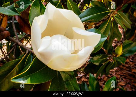 Magnolia grandiflora. Magnolia is a large genus of about 210 to 340 flowering plant species in the subfamily Magnolioideae of the family Magnoliaceae. Stock Photo