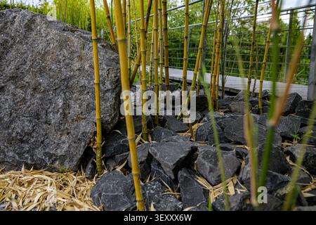 Close-up view of yellow bamboo stalks growing out of black rocks and stones in a modern landscaped garden next to a large boulder. Stock Photo