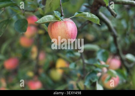 Close-up of a ripe red and yellow apple hanging from a tree branch in warm sunlight. Blurred apples and green leaves in the background create a natura Stock Photo