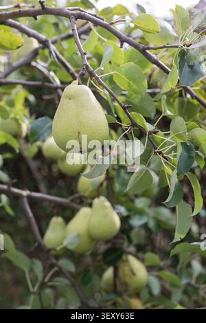 Vertical composition of a ripe pear on a tree branch illuminated by warm sunlight. The soft natural background draws attention to the fruit's texture Stock Photo