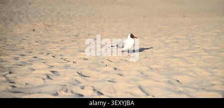 Single seagull walking on a sandy beach for commercial summer travel banner. Stock Photo