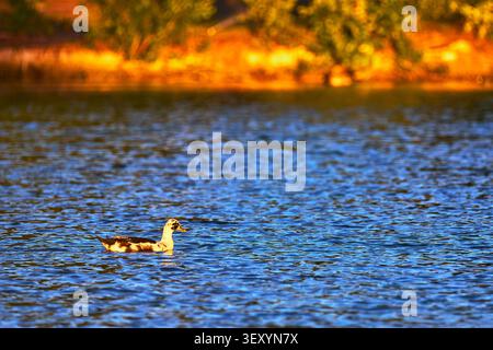 Duck On Tranquil Pond With Vibrant Golden Hour Reflections And Sunlit Shoreline Stock Photo