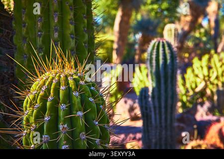 Cactus Garden Close Up with Sunlit Barrel Cactus and Desert Plants Stock Photo