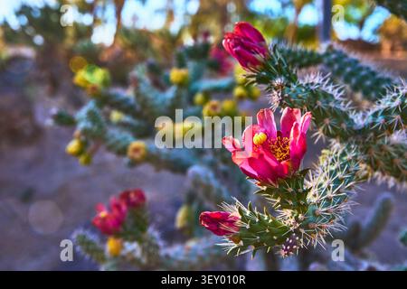 Cactus Flower Bloom Close Up in Sunlit Nevada Desert Garden Stock Photo