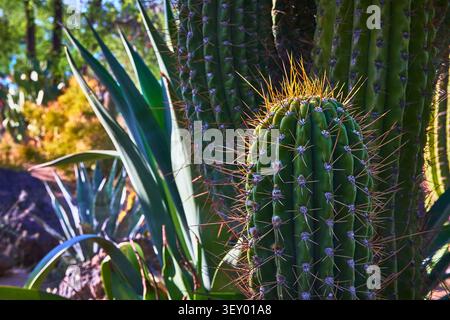 Cactus Garden Close Up Vibrant Green Succulent Plants and Spiky Cactus Detail Stock Photo