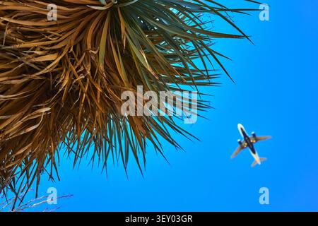 Cactus Garden and Airplane Against Clear Blue Sky in Las Vegas Nevada Stock Photo