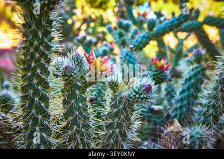 Cactus Garden Blooming Flower Detail with Spiny Desert Plants in Sunlight Stock Photo