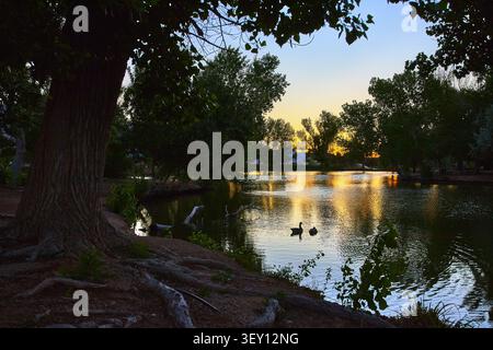 Golden Hour Pond with Geese and Trees Reflected in Water at Tranquil City Park Stock Photo