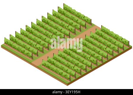 Isometric vineyard illustration with organized grapevine rows and farm paths, showing a rural wine growing landscape and viticulture concept for Stock Vector