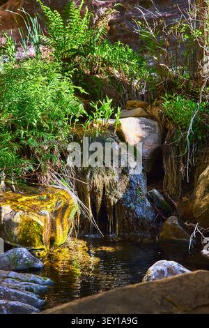 Lush Ferns Small Waterfall and Mossy Rocks in Tranquil Sunlit Forest Setting Stock Photo