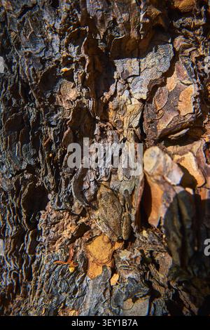Camouflaged Frog Blending Into Rough Tree Bark Texture in Sunlight Close Up Stock Photo