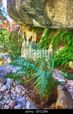 Fern and Moss Growing on Rocky Canyon Wall in Sunlit Desert Oasis Stock Photo