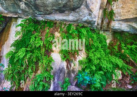 Lush Ferns Growing on Canyon Rock Wall in Vibrant Green Natural Setting Stock Photo