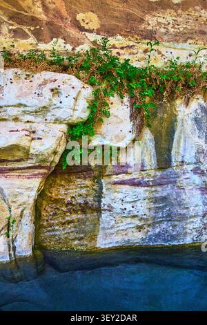 Fern Plants Growing on Textured Sandstone Wall in Sunlit Canyon Stock Photo