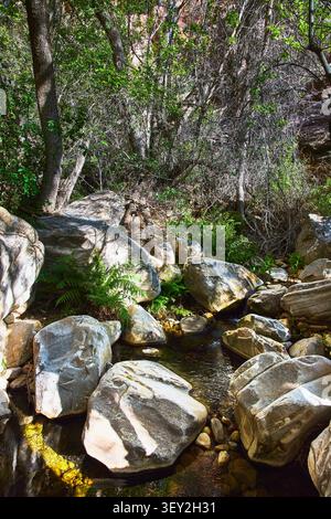 Sunlit Creek Flowing Through Boulders and Ferns in Lush Forest Canyon Stock Photo