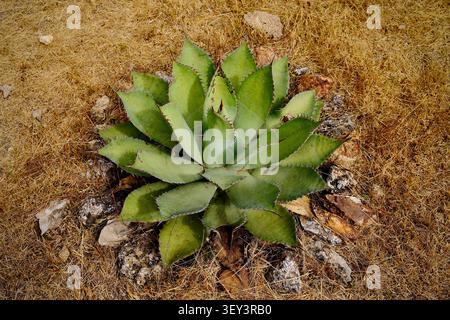 Agave Plant Growing in Dry Grass (Hierve el Agua, Mexico) Stock Photo