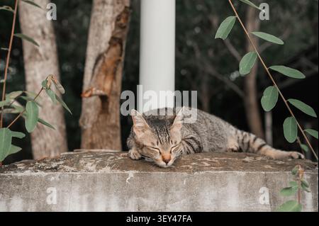 Tabby Cat Sleeping Peacefully on Concrete Wall Outdoors Stock Photo