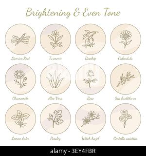 Natural Botanical Skincare Ingredients for Brightening and Even Tone Stock Vector