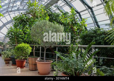 Potted plants of various shapes and sizes line the walkway. Central tree with silvery leaves draws the eye Stock Photo