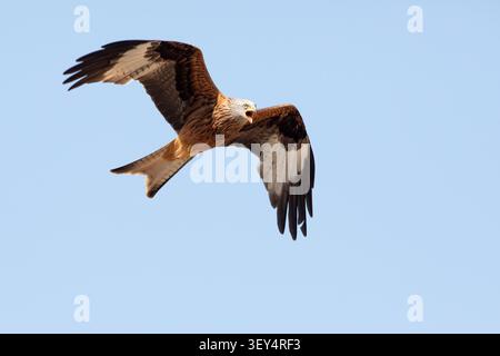 A red kite flies overhead against a clear blue sky, its beak wide open as it calls or vocalizes while showcasing its patterned underwing plumage. Stock Photo