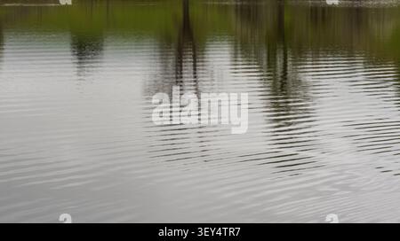 Trees reflected on rippling pond surface with calm open water below Stock Photo