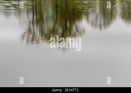 Trees reflected on rippling pond surface with calm open water below Stock Photo