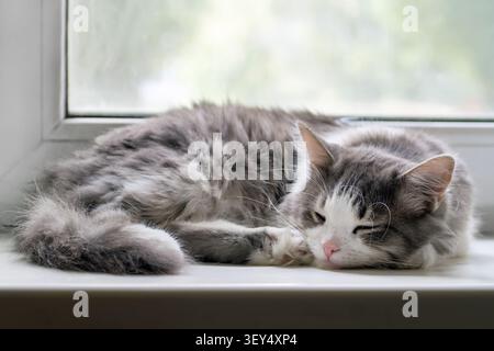 The cat sleeps on the windowsill. A fluffy gray cat sleeps near a window. Stock Photo