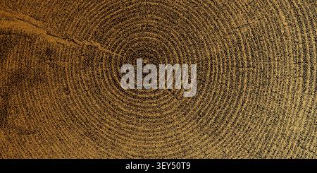 Tree ring pattern showcasing natural wooden texture vector illustration background. Stock Vector