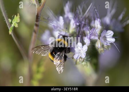 White-tailed bumblebee (Bombus lucorum) on Phacelia tanacetifolia, June 2026 Stock Photo