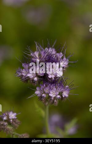 Phacelia tanacetifolia, June 2026 Stock Photo