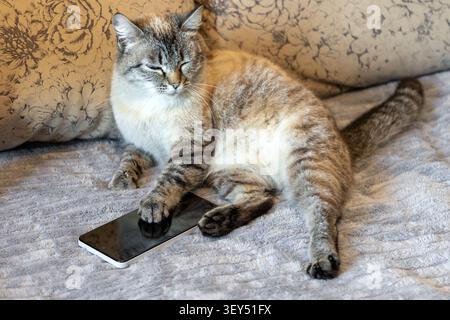Fluffy cat sleeping peacefully on a soft bed, resting its paw on a smartphone screen. Cozy pet lifestyle, relaxation, and digital overload concept. Stock Photo