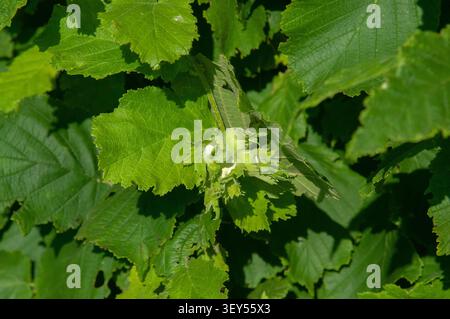 A close-up shot of young green hazelnuts developing on a branch with lush green leaves. The scene is set in a sunny outdoor garden or forest setting d Stock Photo
