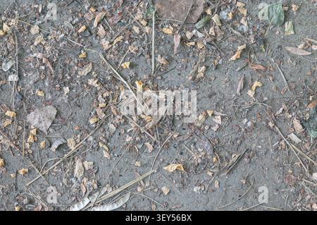 A close-up view of scattered-dry leaves, twigs, and organic debris on a dusty, grey-toned ground. The natural texture of forest floor or garden soil. Stock Photo