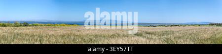 large size panoramic landscape with wide wheat field on Mistras lagoon shore at Oristano gulf on Mediterranean sea shore, shot in bright springtime li Stock Photo