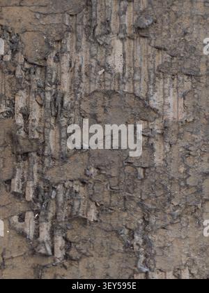 Detailed close-up shows rough tree bark coated in mud, with deep vertical cracks, peeling layers, damp earthy tones and weathered texture suited for n Stock Photo