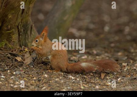 Red squirrel searching for food on the forest ground Stock Photo