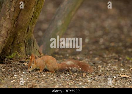 Red squirrel searching for food on the forest ground Stock Photo