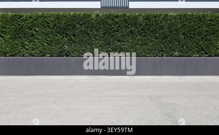 Modern fence with a gray low wall and a tall, dense Leyland cypress hedge. Street in front. Background for copy space. Stock Photo