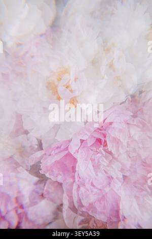 White and pink peonies display soft petals through crystal glass reflections. Prism refraction photography, dreamy light leaks, pastel color gradient Stock Photo