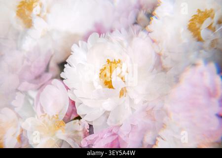 White and pink peonies display soft petals through crystal glass reflections. Prism refraction photography, dreamy light leaks, pastel color gradient Stock Photo