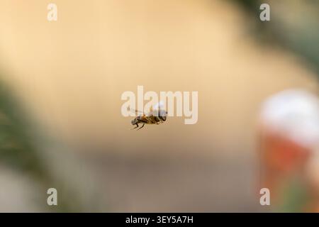 Tapered Drone Fly hovering in a garden on a spring day. England. UK. Stock Photo