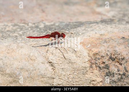 Red-Veined Darter Dragonfly Sympetrum fonscolombii Perched on a Stone, Bocairent, Spain Stock Photo