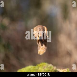 Red Squirrel; Sciurus vulgaris; Jumping; UK Stock Photo