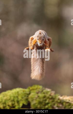 Red Squirrel; Sciurus vulgaris; Jumping; UK Stock Photo