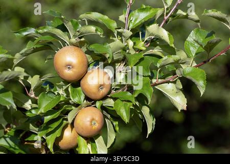 Russet Apples; Fruit; UK Stock Photo