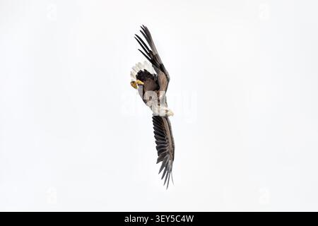 White Tailed Sea Eagle; Haliaeetus albicilla; Stoop; Scotland; UK Stock Photo
