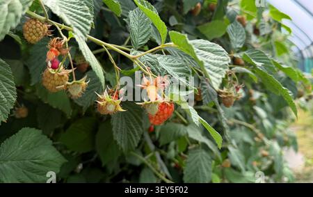Ripe and unripe raspberries growing on green foliage inside a greenhouse, showcasing various stages of fruit development on the bush Stock Photo