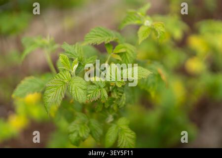 Young raspberry foliage captured with shallow depth of field and soft natural background Stock Photo