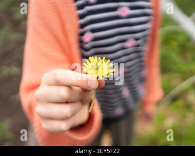 Close crop of child's hand presenting yellow dandelion in natural outdoor environment Stock Photo